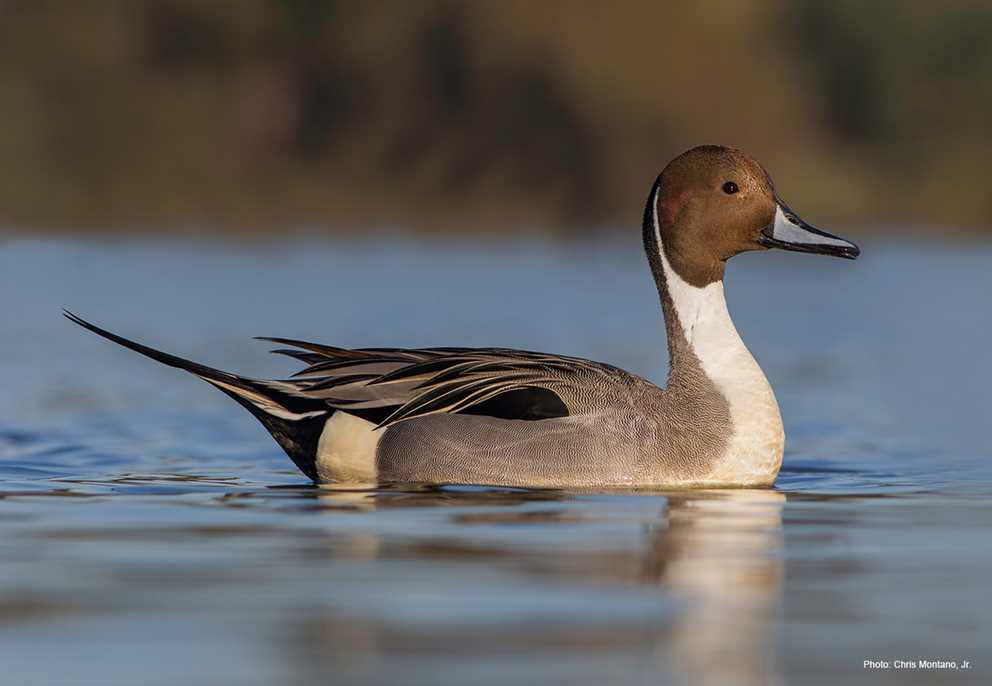 Northern Pintail Ducks Unlimited Northern Pintail Drake Wading